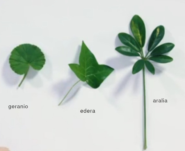 geranio edera aralia